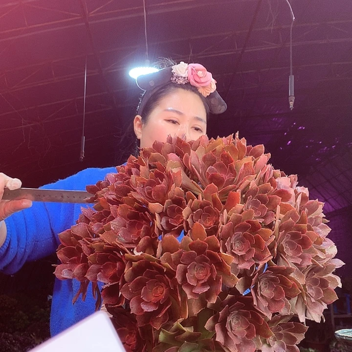 柒柒精品多肉脱土发货不包断侧枝S824