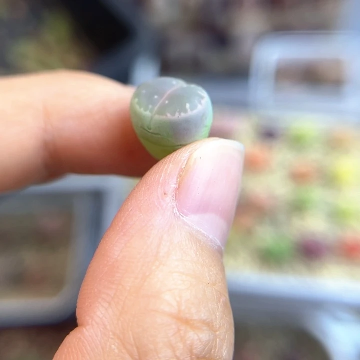 1***哪一颗橄榄绿色绝绝子