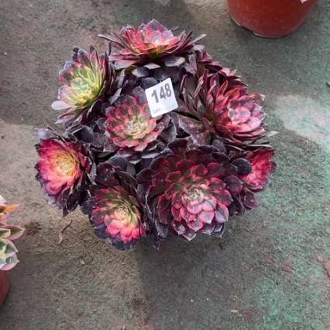 小*猪148烟花朵朵多肉，