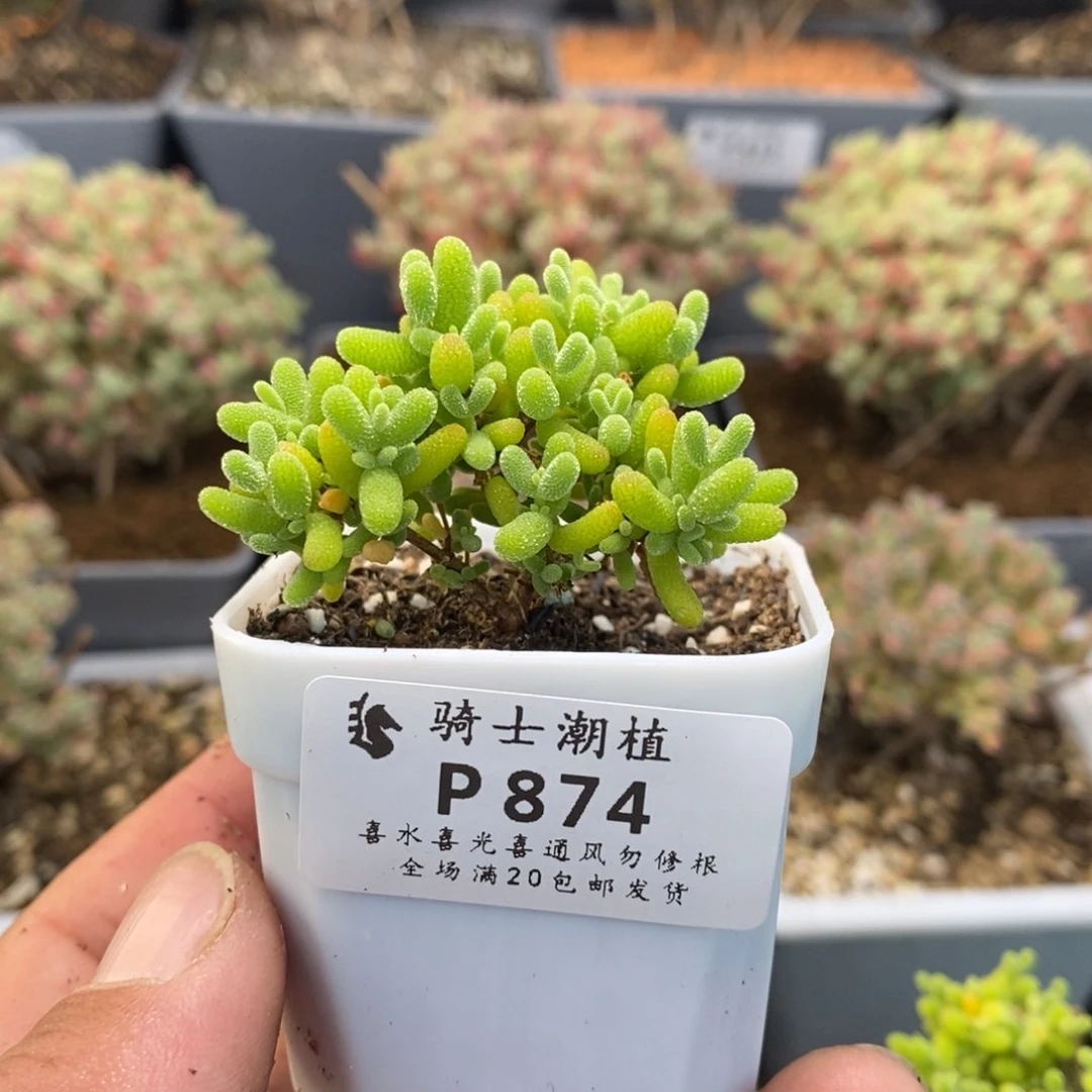 874蜜橘糖球枝干