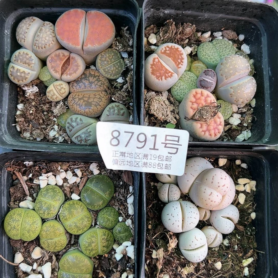 好养易活生石花大母本8791共4盆