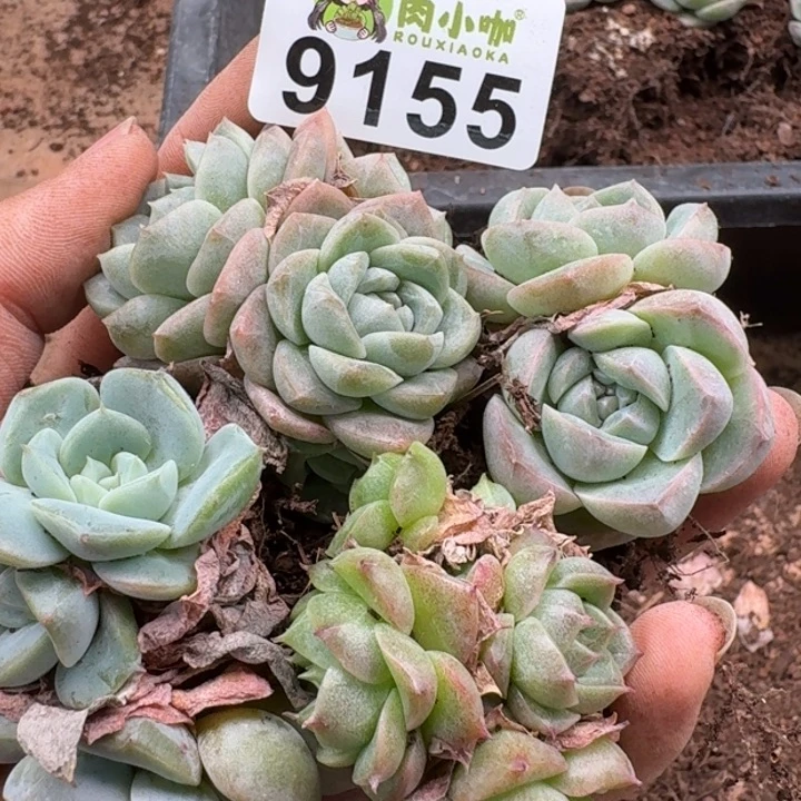 当前无花朵，栽培后可花朵多肉植物多肉植物