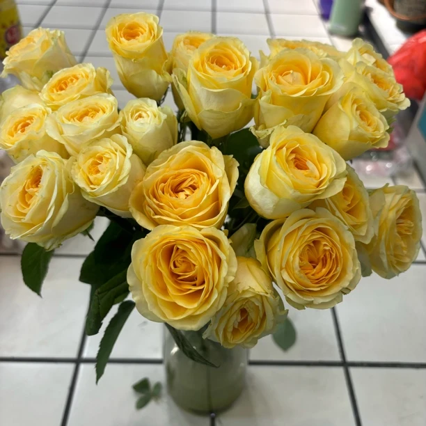 奶油杯（10支A级鲜切玫瑰）