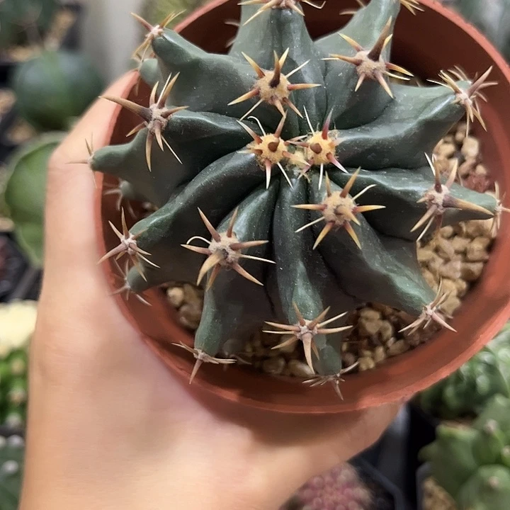 龟甲雎鸠玉仙人球