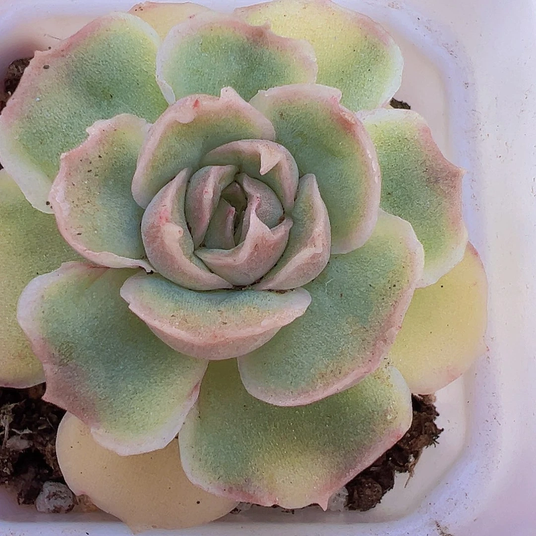 水晶虾饺19包邮多肉植物