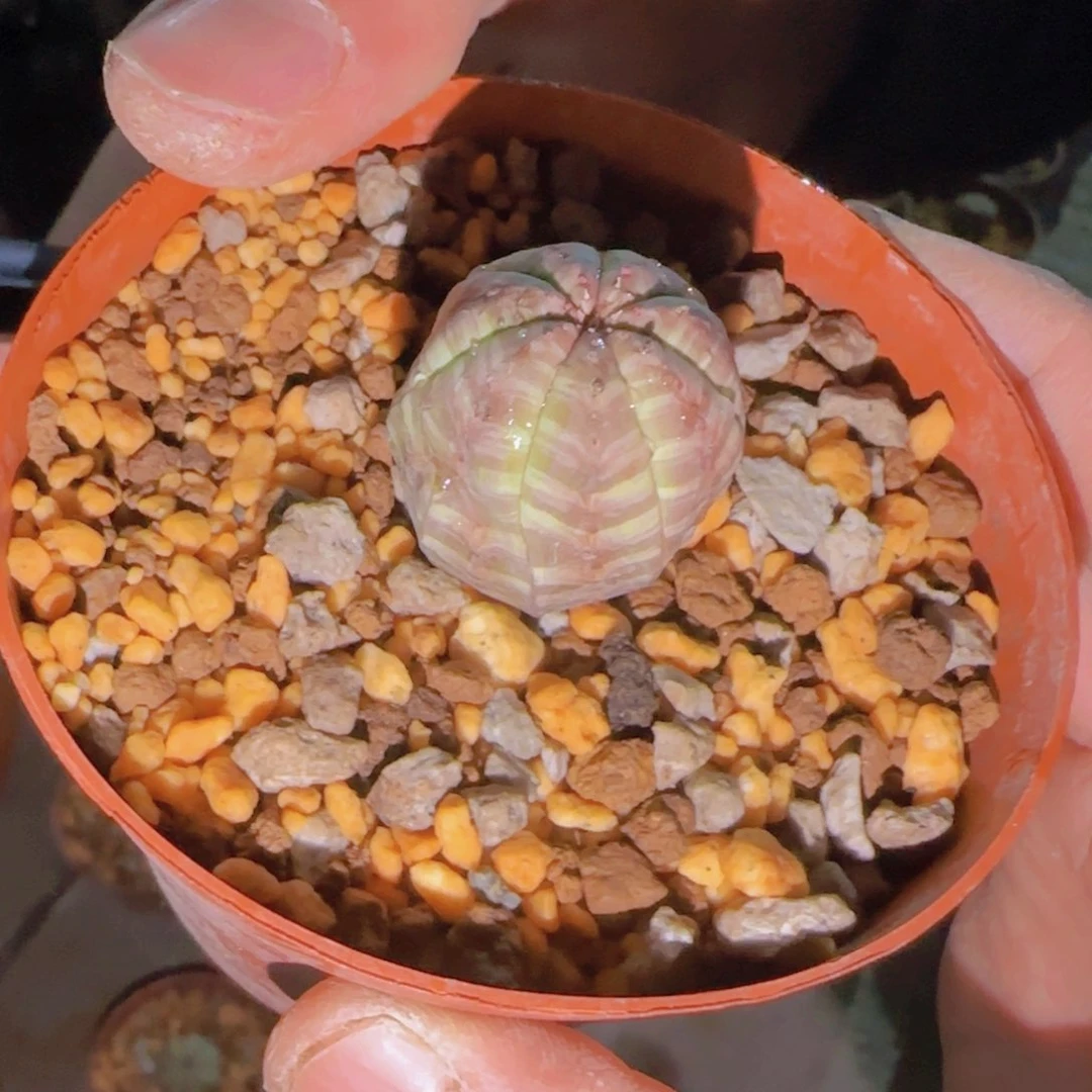 ?**?块根植物块根植物