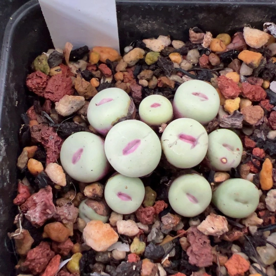 17-170肉锥多肉植物