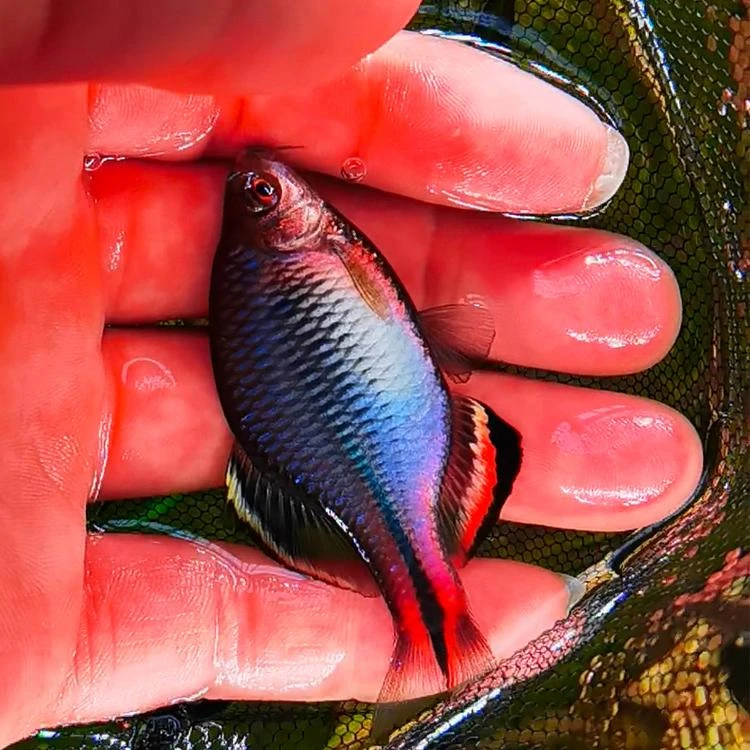 广德齐氏鱊 冷水鱼观赏鱼淡水稀有溪流原生鱼小型好养耐活鳑鲏鱼