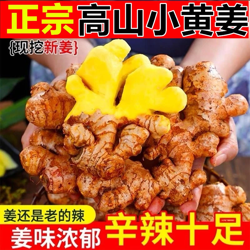 贵州小黄姜两年老姜生姜当年月子姜正宗农家自种辛辣土姜新鲜蔬菜