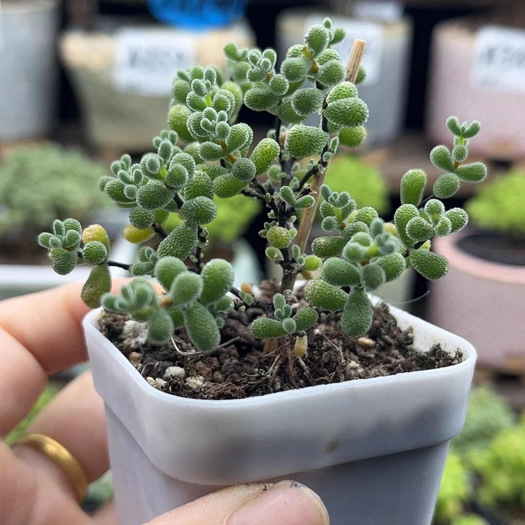 37翡翠优选枝干番杏