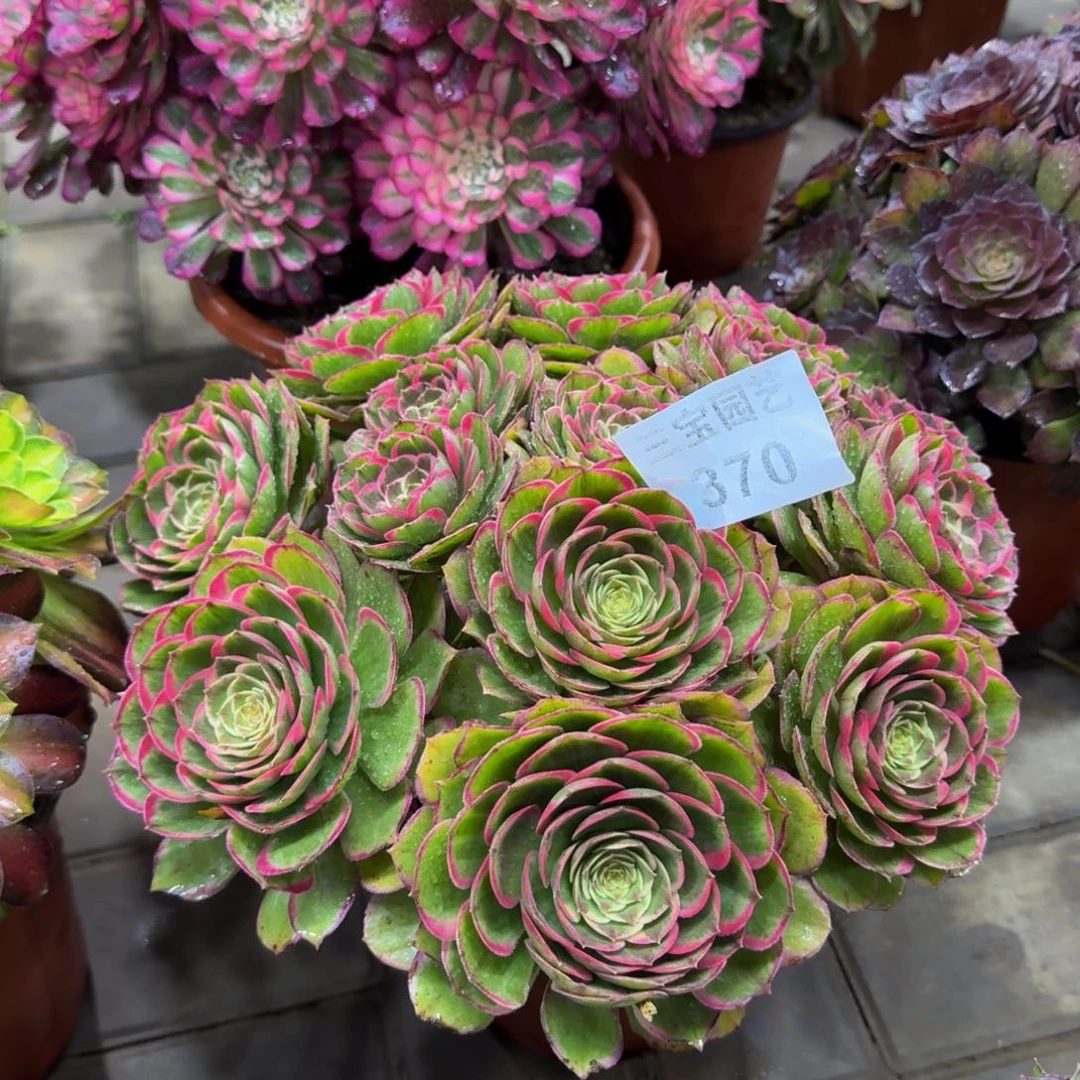 红*！多肉植物370粉花妖