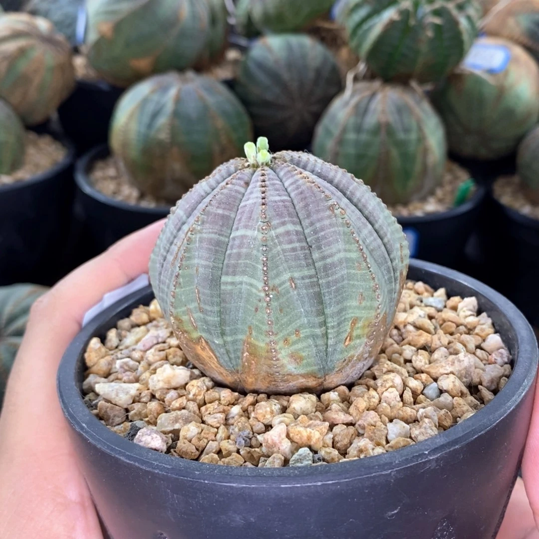 欧系实生布纹球多肉植物