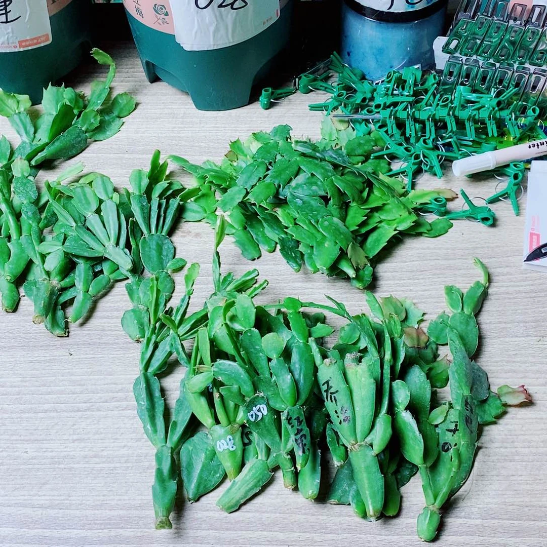 常***藤无花朵叶片福利一物一拍