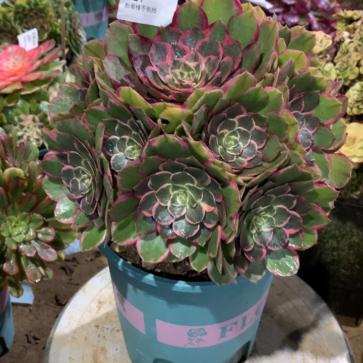 727莲花座多肉植物特价