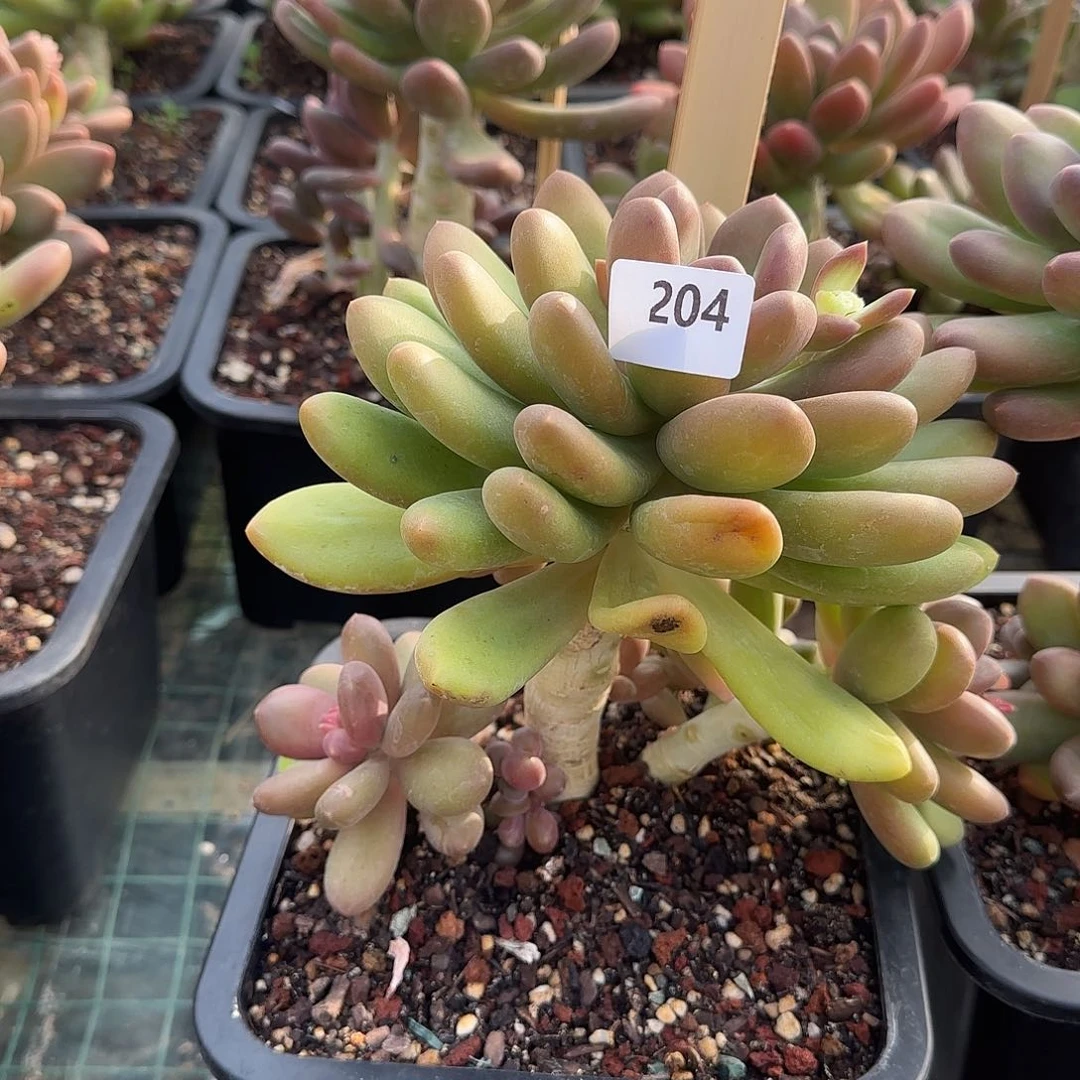 我***妹204号 一物一拍