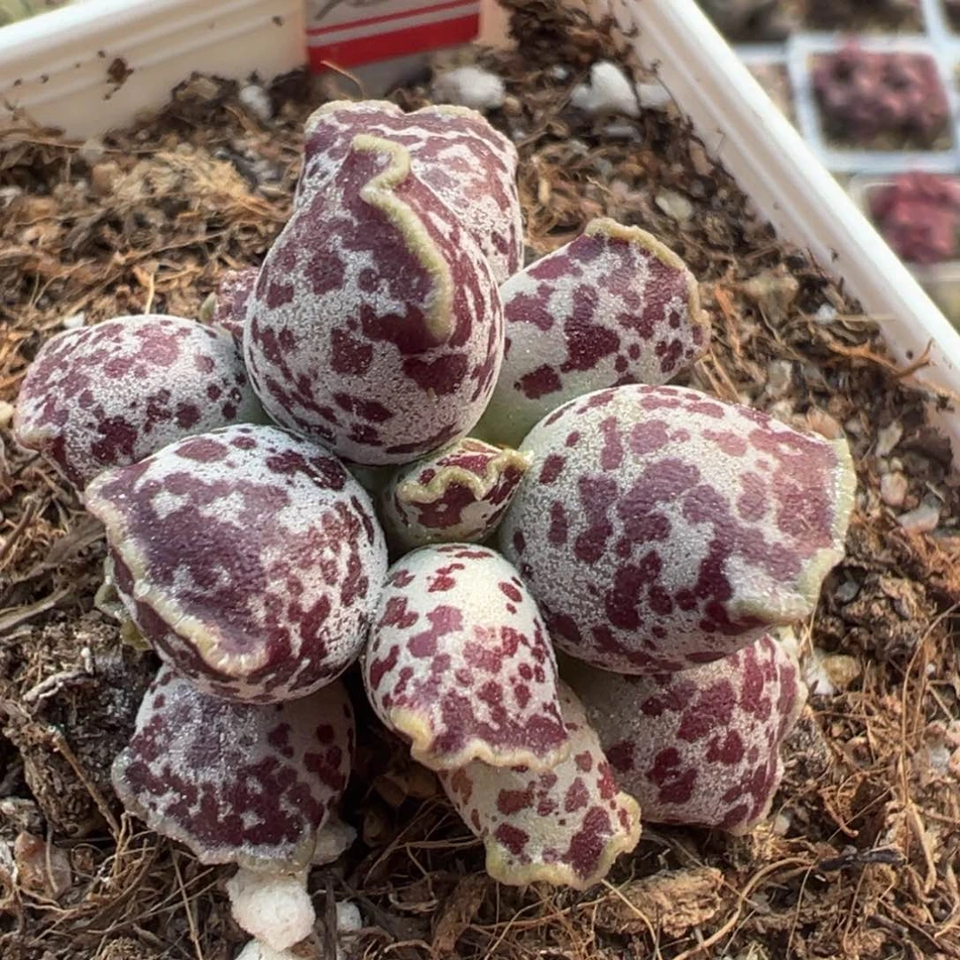达摩海豹水泡手捧花老桩多肉植物