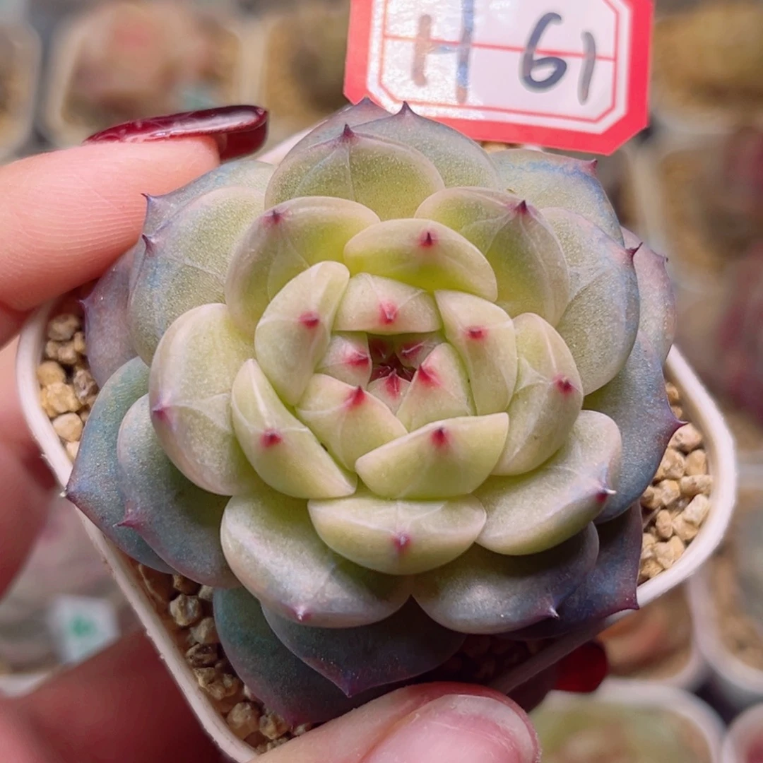 H61一物一拍 雪山