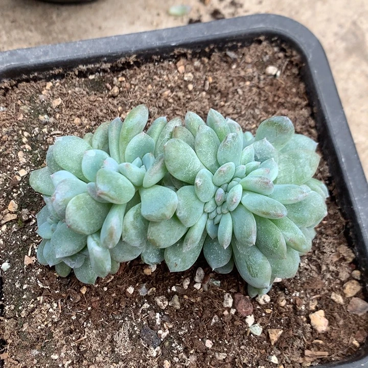 多肉植物叶插星影缀化