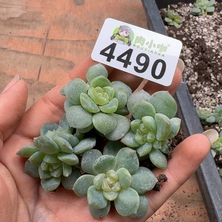 蜜***兔多肉植物多肉植物