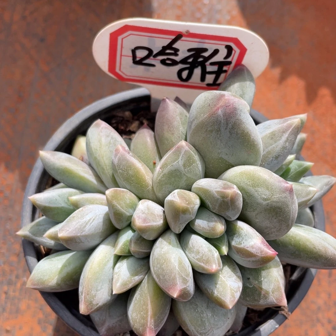 哈*姐姐说她真的有