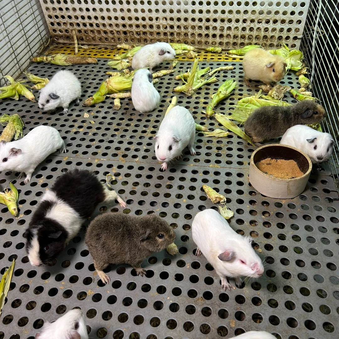 荷兰猪【一物一拍】