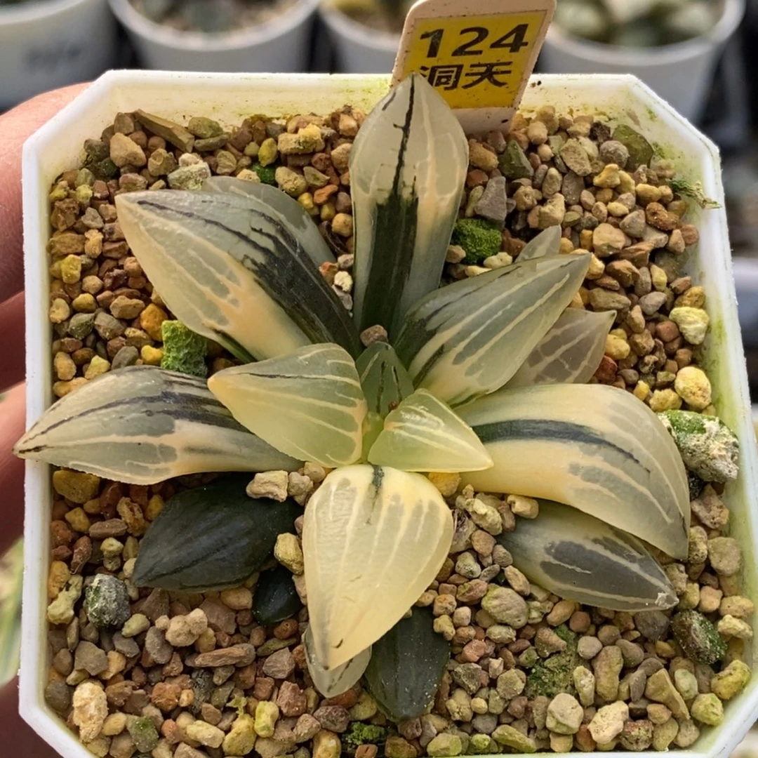 124号西瓜锦带盆发货