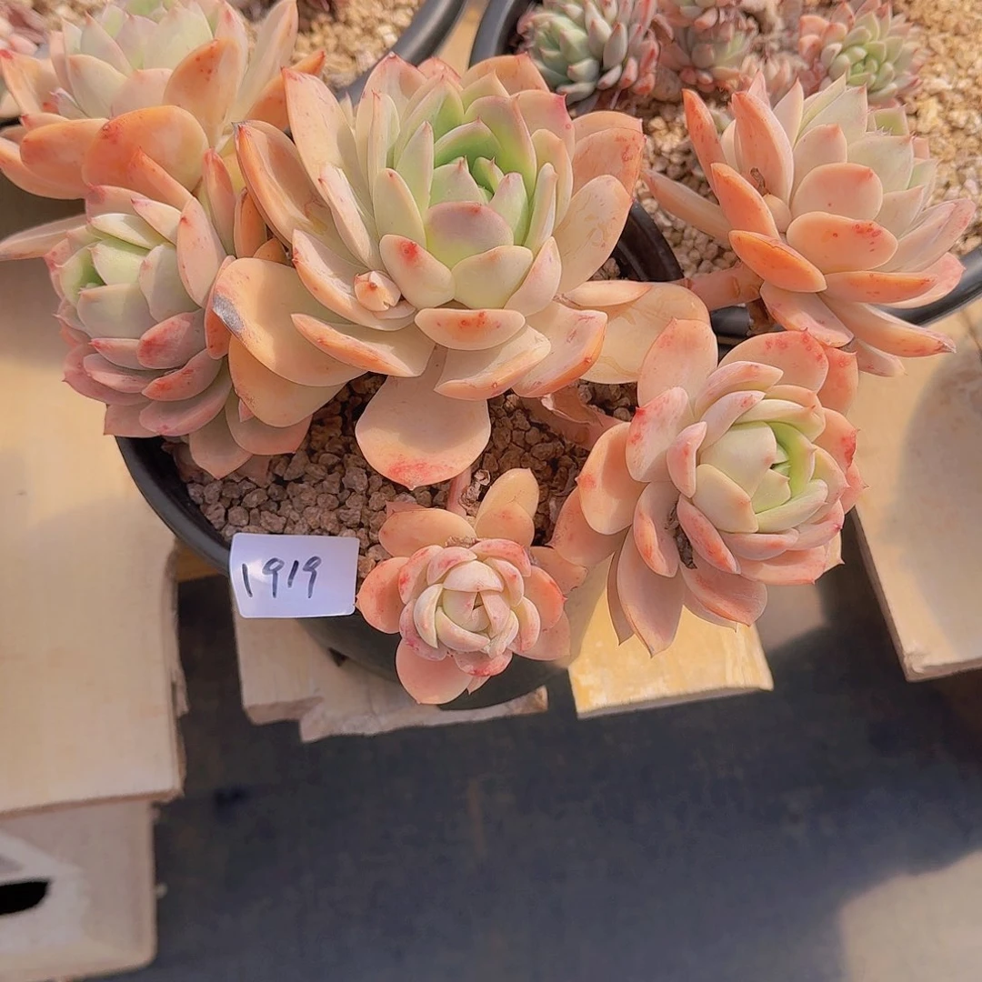 冰**雪1919粉贝拉多肉植物