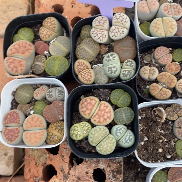 雨***晴生石花等植物的生长016