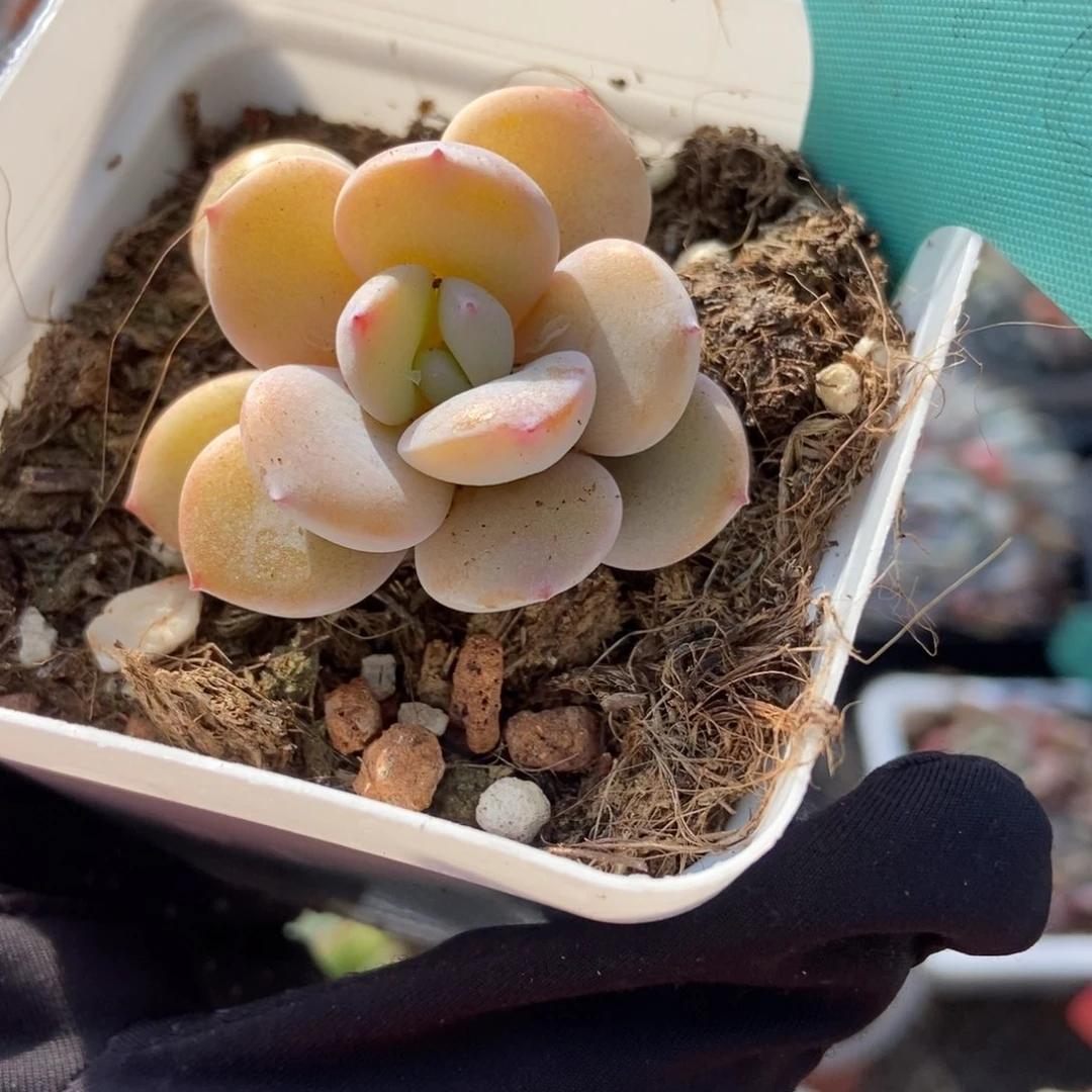 1540奶茶多肉植物