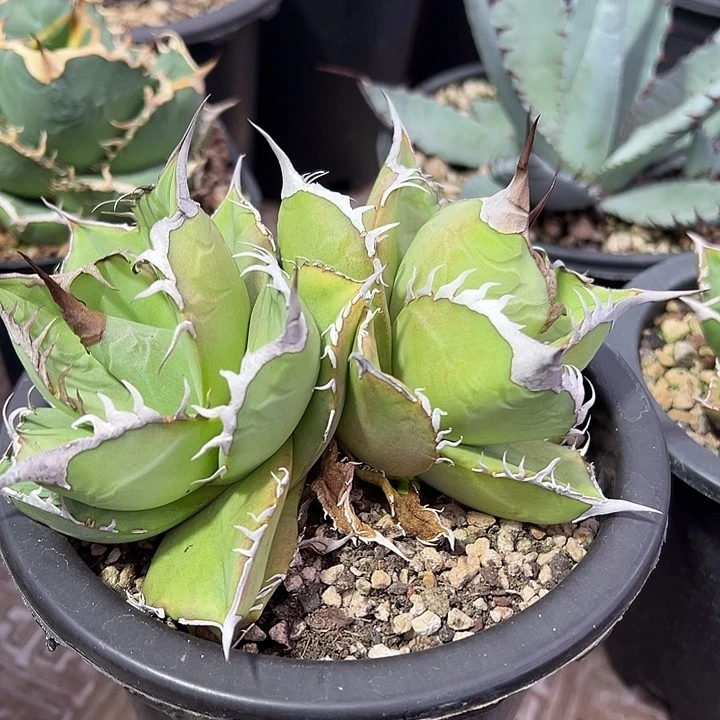 水***色龙舌兰多肉植物多肉