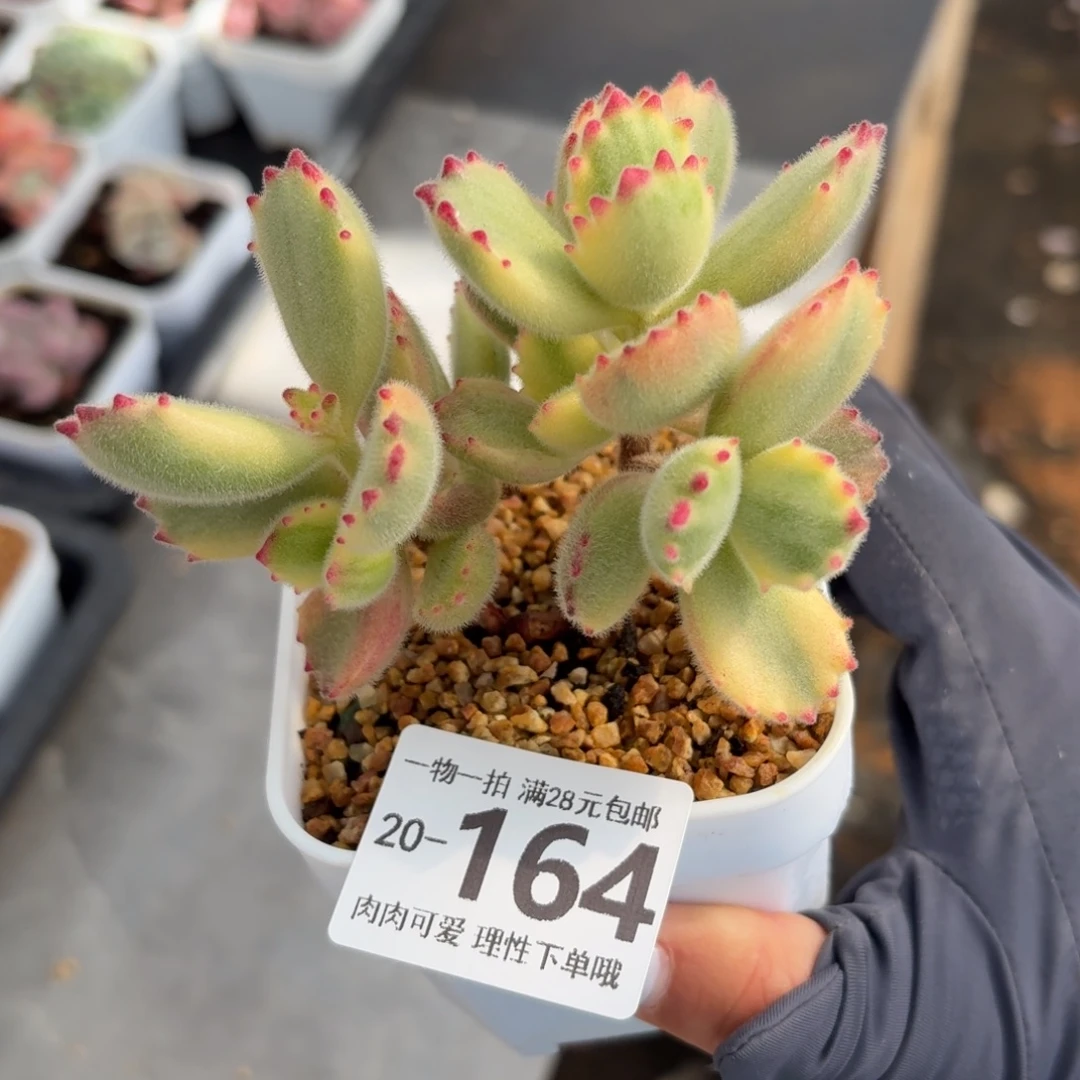 白熊无盆土发货无盆