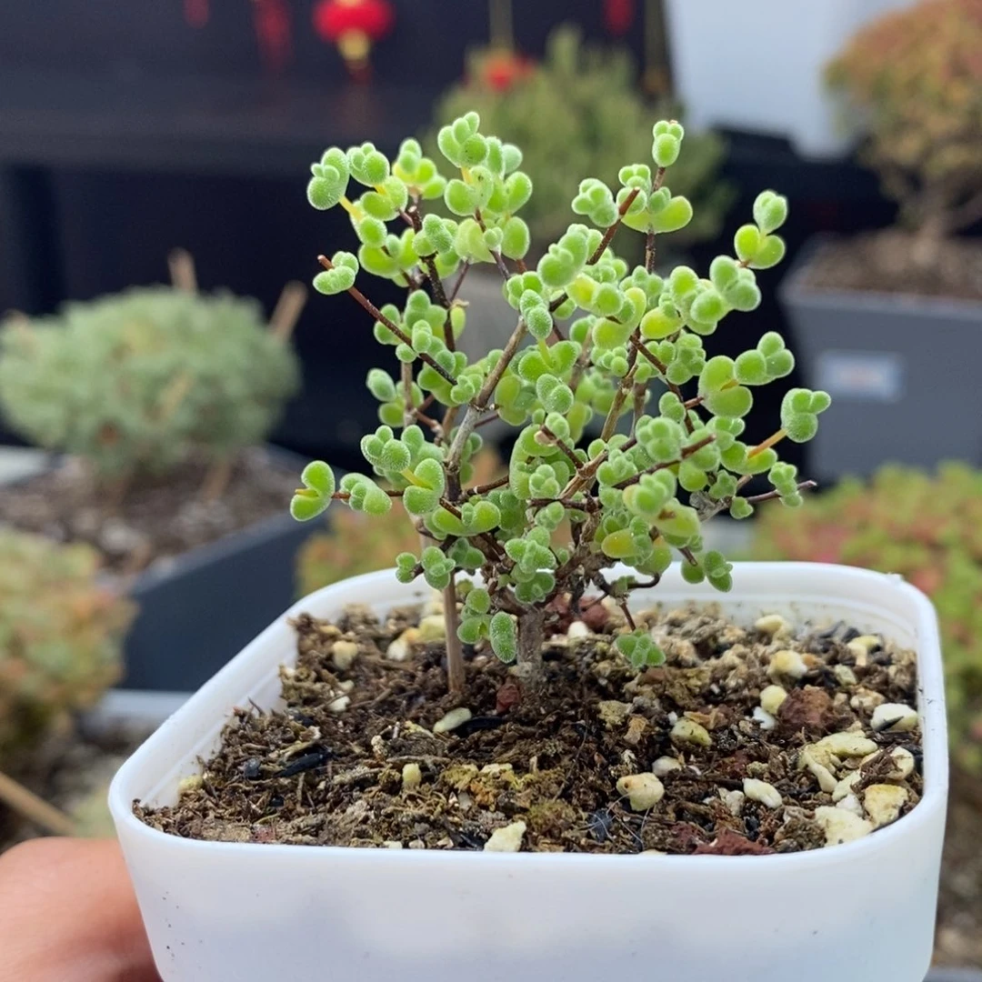 983号实生莱斯枝干多肉