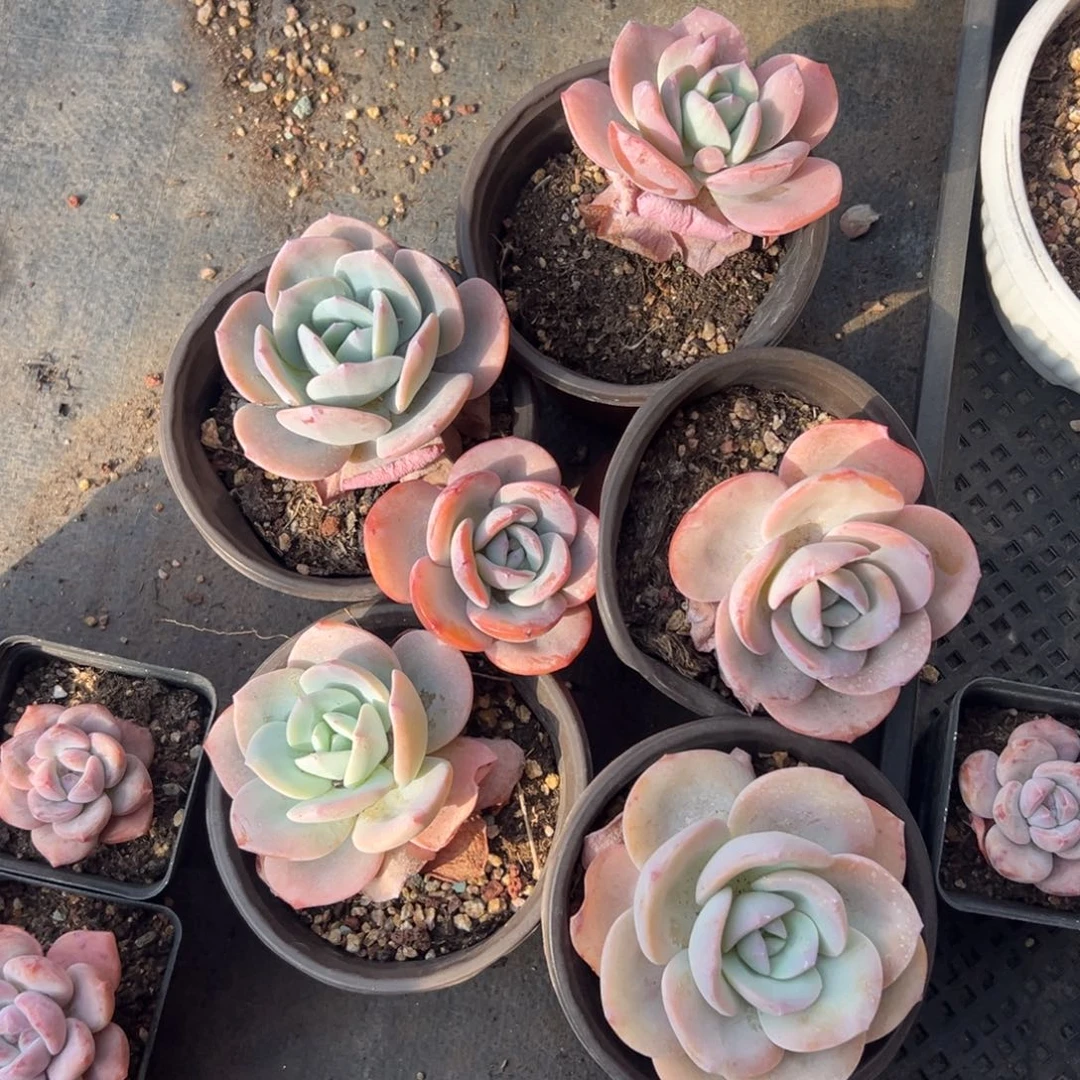 6个奶茶杂00000000000