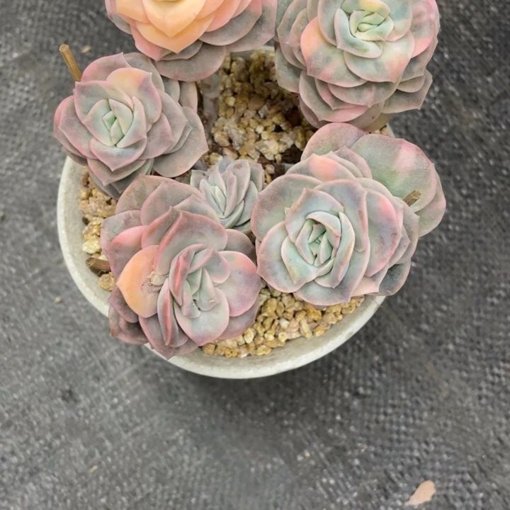 愚*鹤弥鹿之森一物一图