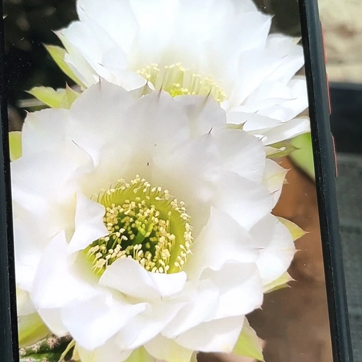 翠柳侧芽歪4公分以上满18包邮