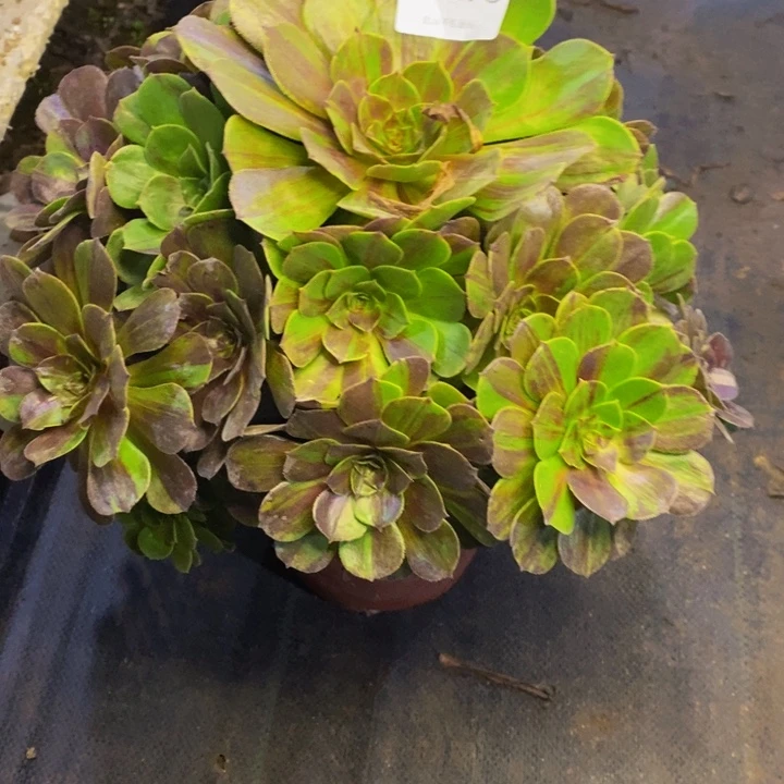 花月夜多肉断头不包4118