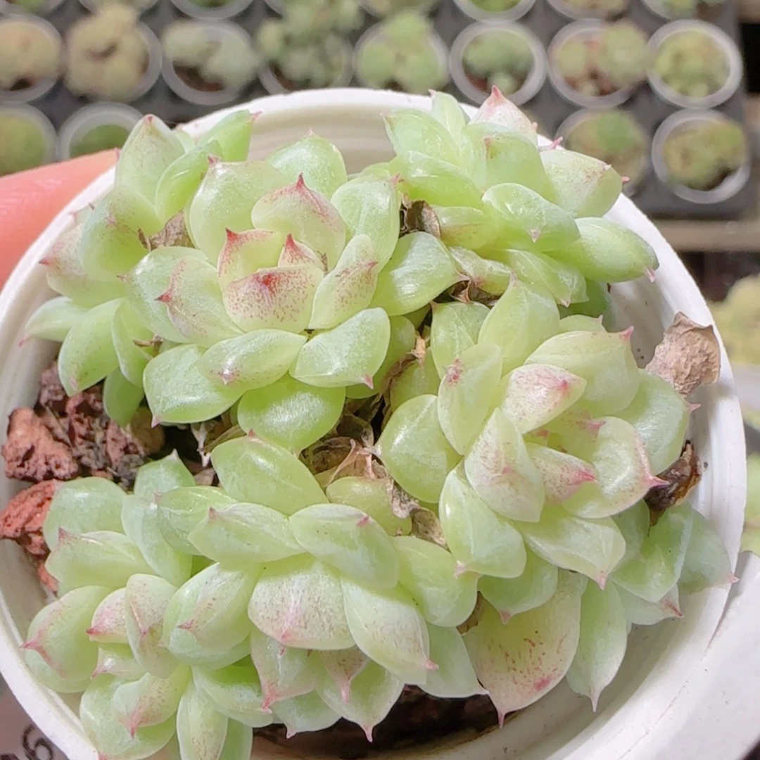 花语逸镜1026-319散