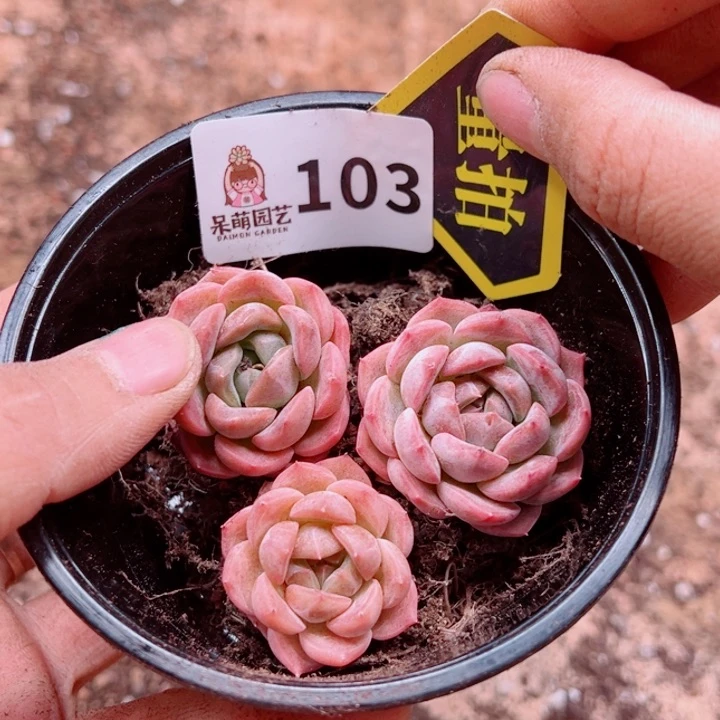 多肉植物多肉植物