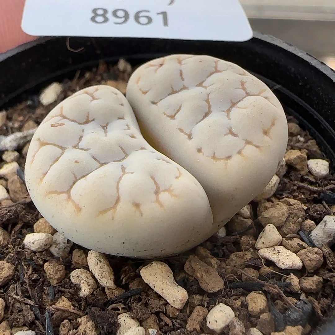 8961。默认脱土。18包邮。偏远88包邮