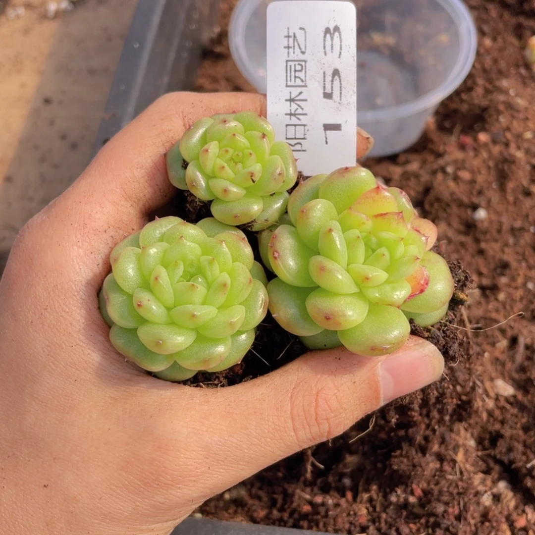 L****呀多肉植物多肉植物153