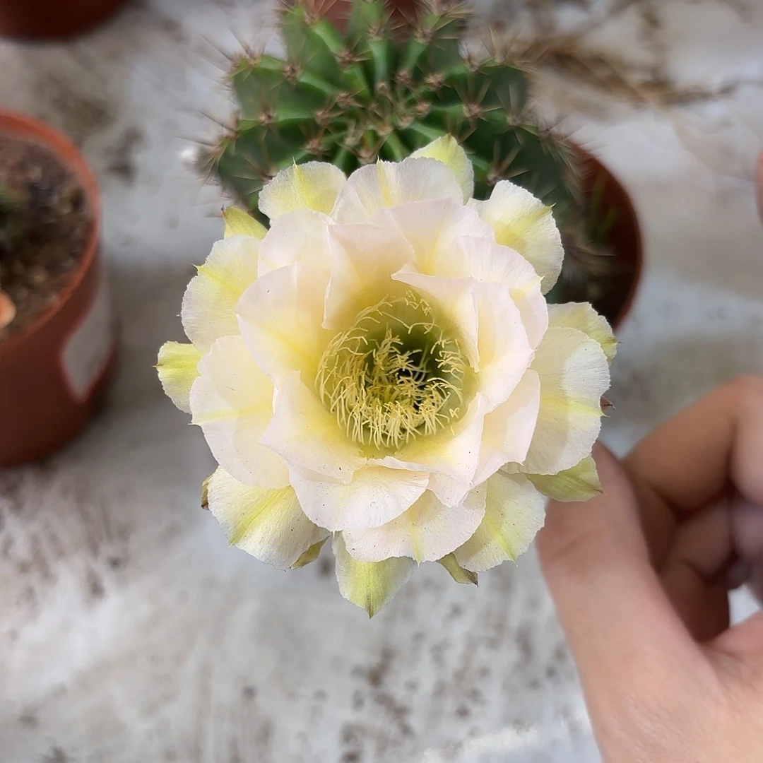 彩草绿黄白7公分微瑕