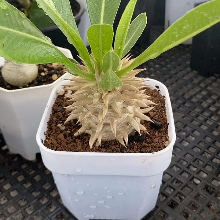 肉***ど象牙玉，一物一拍，