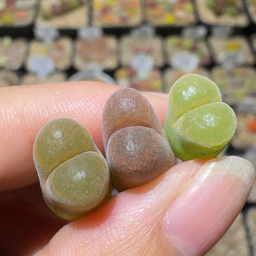 Ssss精品生石花591