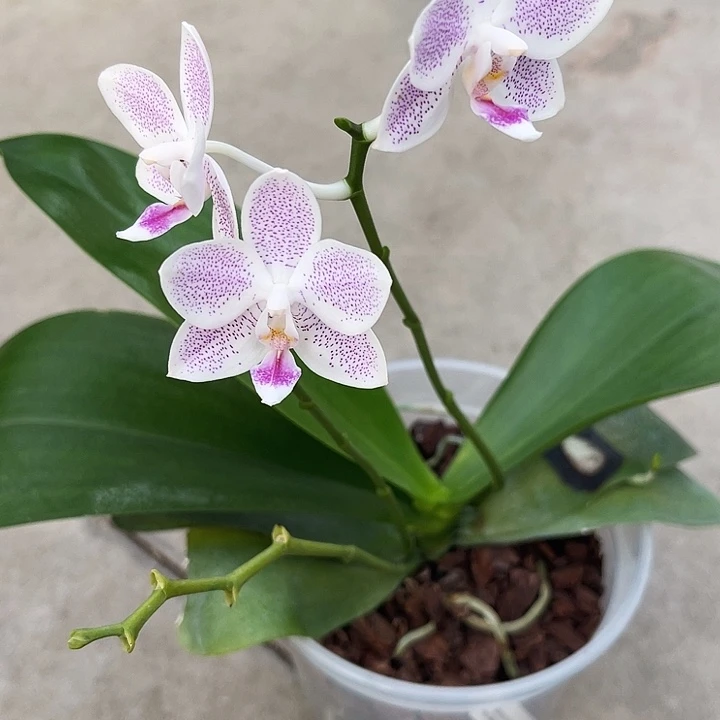 大部分花苞少量开放