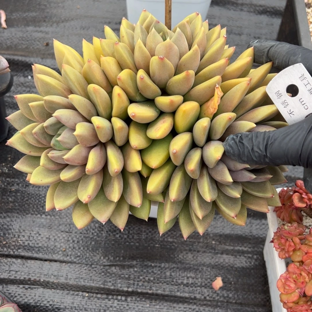 象牙多肉一物一拍