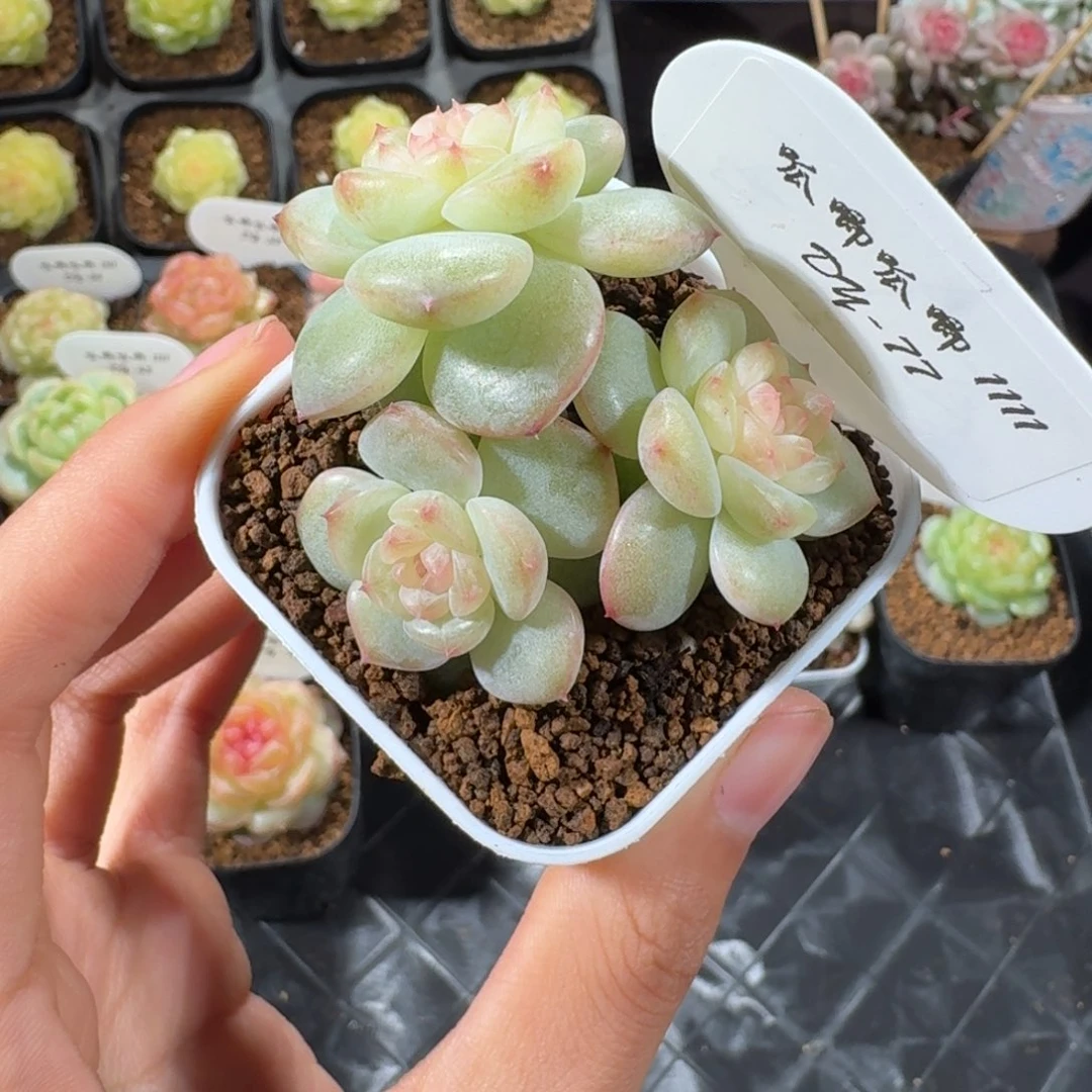 1111-77-芳草19三头一颗