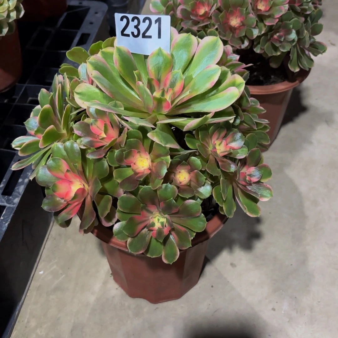 无花朵2321香妃111111