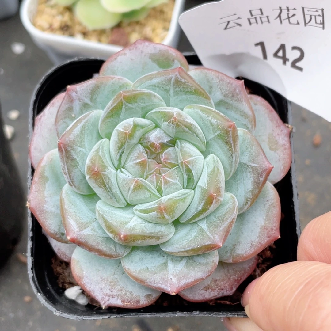 142号糖心冰心珍妮 云水谣