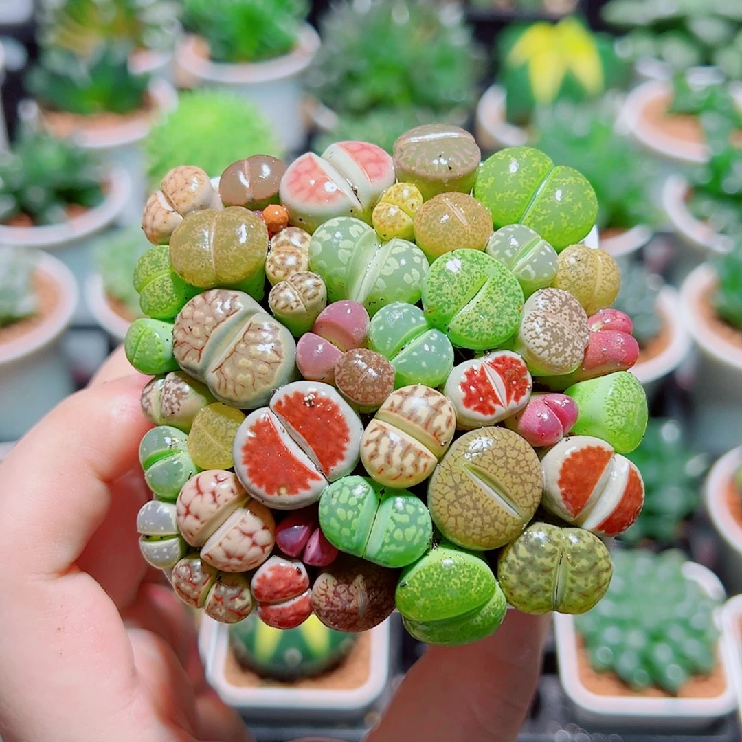 生石花带白盆种好