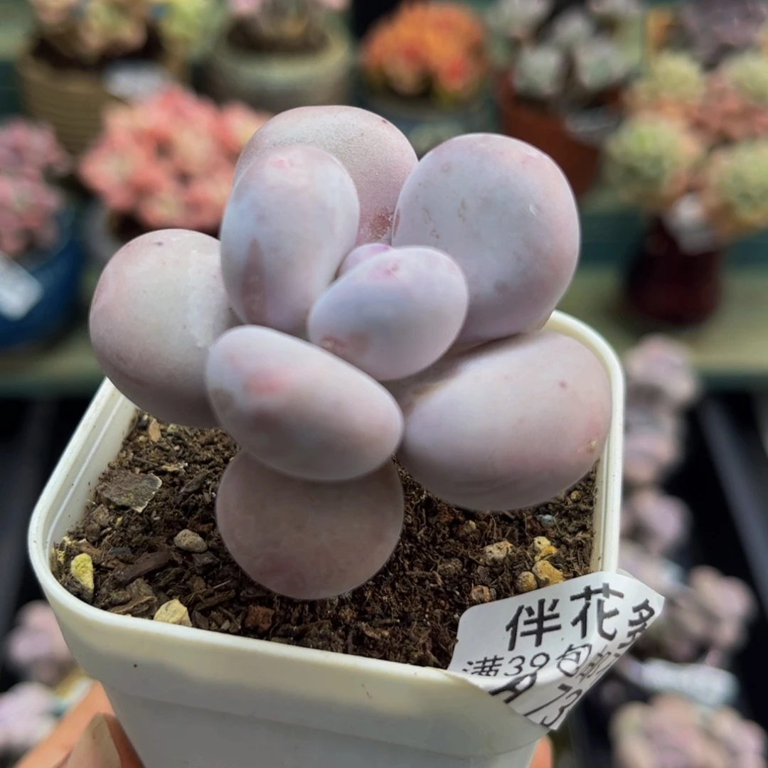 739蛋黄奶5cm多肉